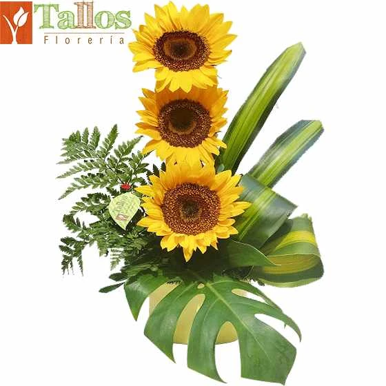 Arreglo floral con girasoles en base de cerámica ideal para regalo alegre y elegante para cumpleaños o cualquier ocasión con delivery en Lima