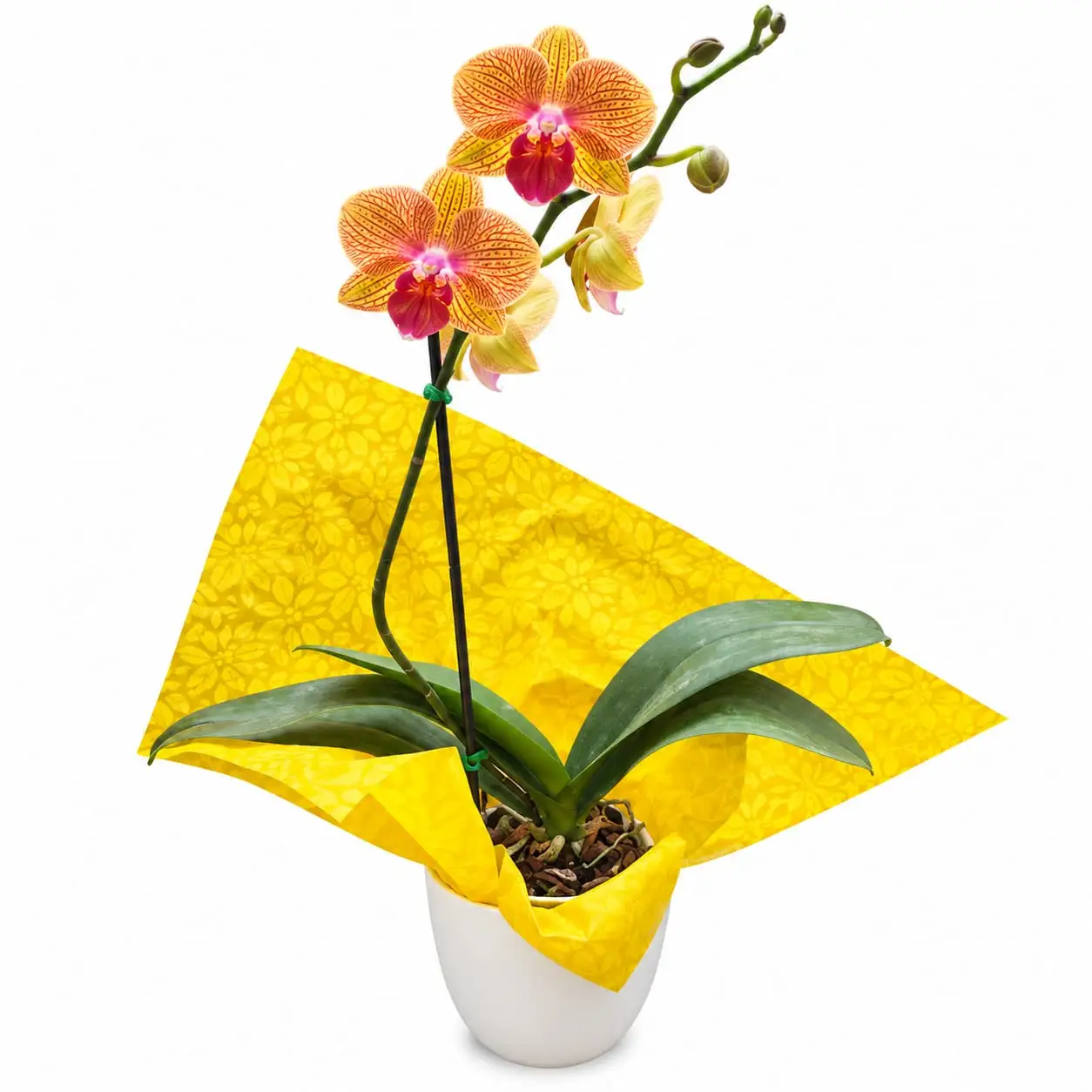 orquídea para regalo elegante y especial con delivery de flores en Lima